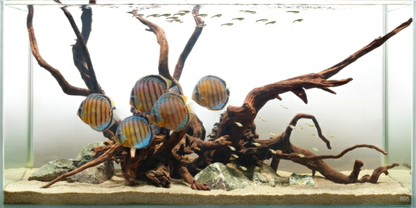 aquarium-raumteiler-interessantes-design