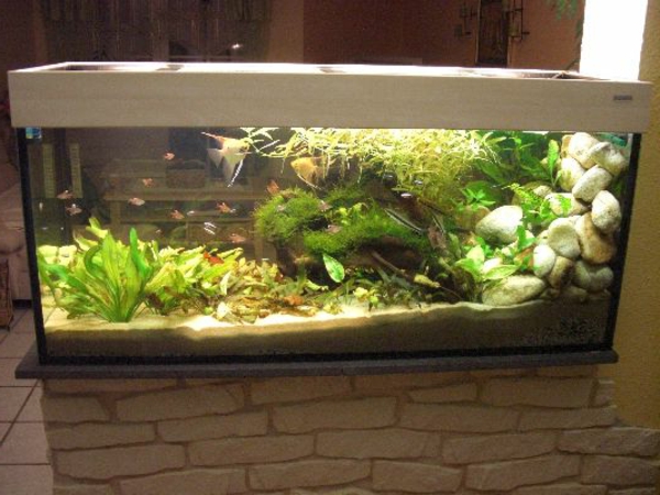 aquarium-raumteiler-steinwand - sehr interessanter look