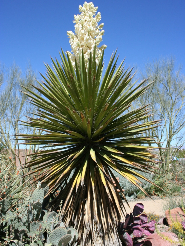 palme für garten