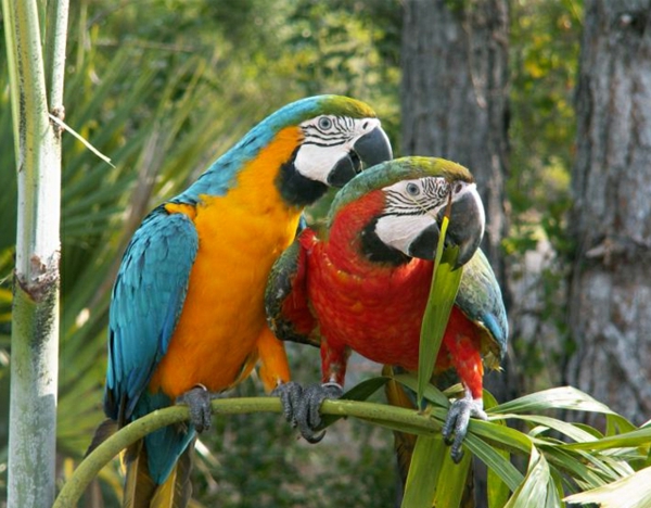 ara papagei  unikale fotografien der bunten vögel