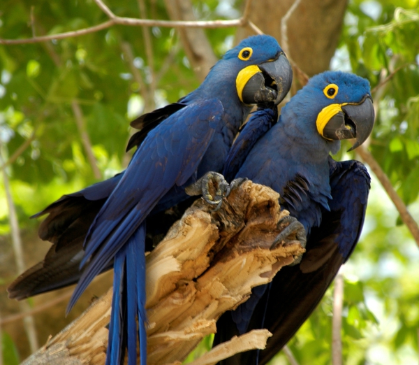 Blaue Papageien