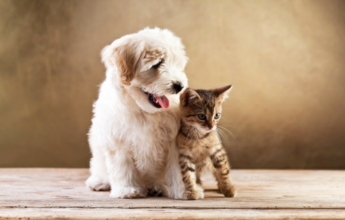 Kennenlernen hund und katze