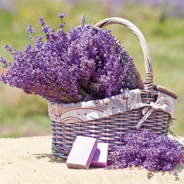 Der Beste D Nger F R Lavendel Im Jahr K Nnen Sie Lavendel Mit