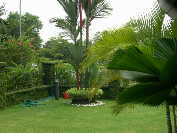 palmen im hinterhof - grüne exotisch epflanzen