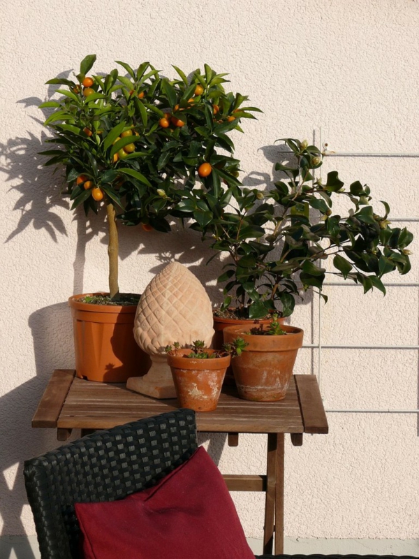 mediterrane terrasse mit lemon bäumen