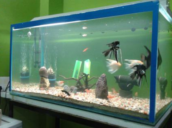 aquarium-tisch-modern -mit einem blauen rahmen