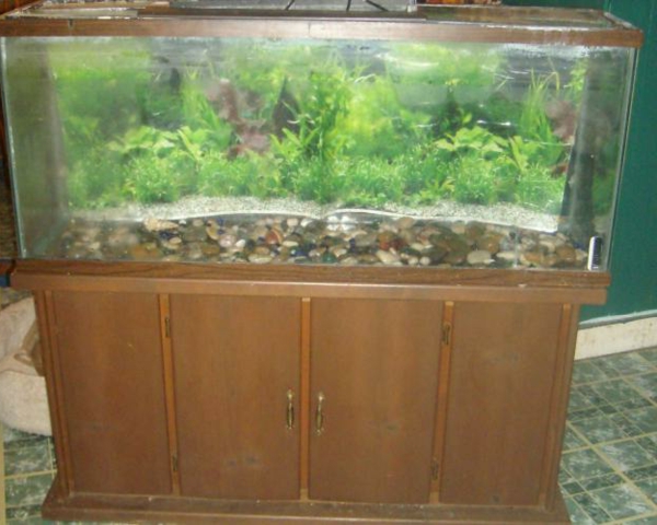 salzwasser-aquarium-mit-schrank- grüne algen