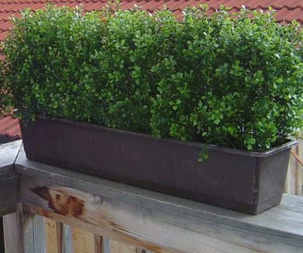 balkonverkleidung -grüne-topfpflanze-gemütliches-ambiente-auf-der-terrasse
