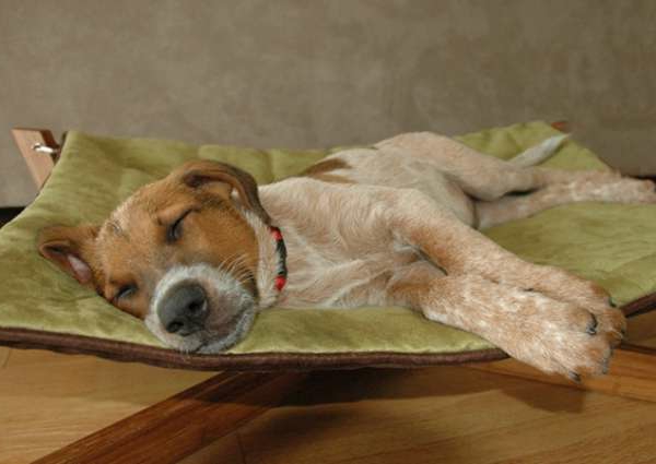 orthopädisches hundebett - ein hund schläft darauf - niedlich