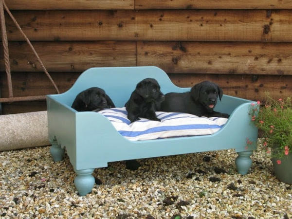 orthopädisches-hundebett-blaue-farbe - drei kleine hunde in schwarz