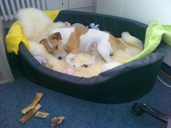 orthopädisches-hundebett-niedlich-aussehen - ein hund schläft darauf