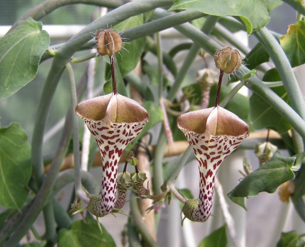 Leuchterblume-interessante-exotische-zimmerpflanzen-bunt