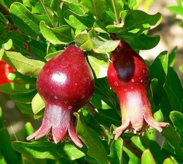 Punica_granatum_exotische-blühende-zimmerpflanzen-rote-früchten