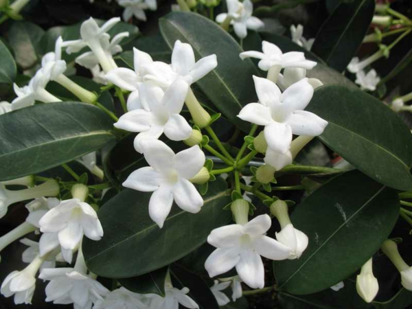 wunderbare-Stephanotis-floribunda-kranzschlinge-blühende-zimmerpflanze