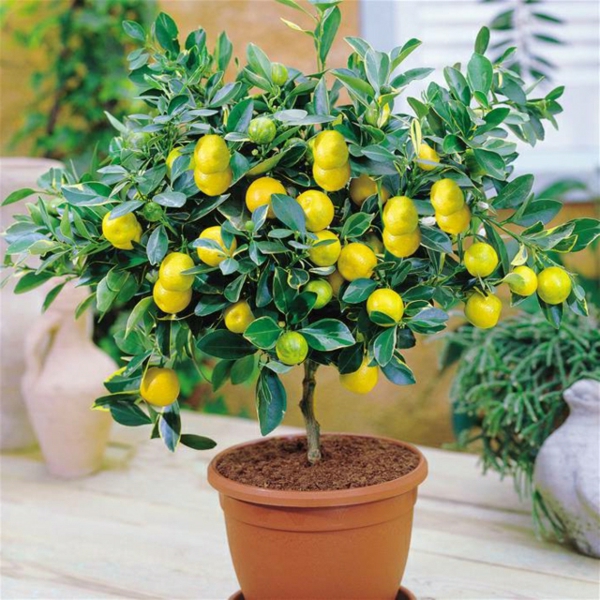 Zitruspflanzen-Pflegen-Zitronen-Baum-Zimmerpflanzen-frisch