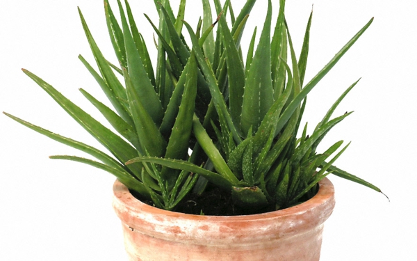 Exotische Zimmerpflanzen - tolle Ideen für Ihre Wohnung! - Archzine.net