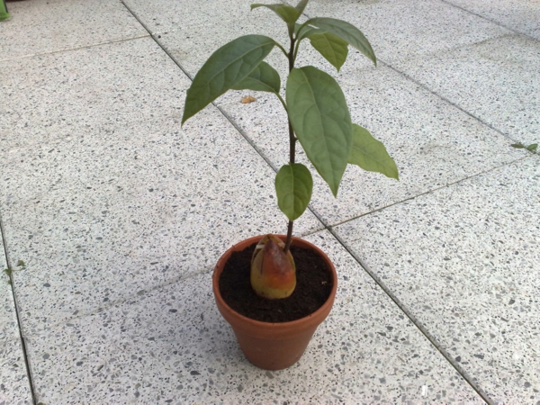 avocado-im-topf-tropische-zimmerpflanzen-zu-hause