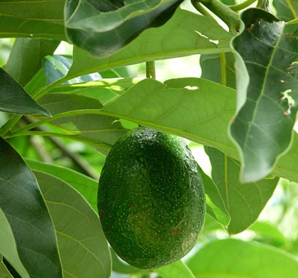 avocado-zimmergrünpflanzen-mit-früchen-persea americana