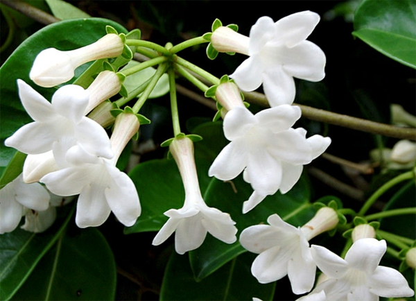 blühende-zimmerpflanze-Stephanotis_floribunda-kranzschlinge-weiß