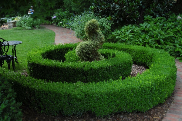 buchsbaum-formen-spirale