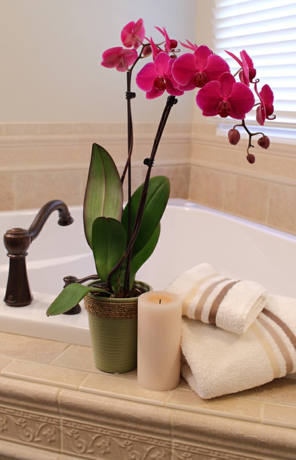deko-mit-orchideen-fürs-badezimmer-weiße jalousien dahinter