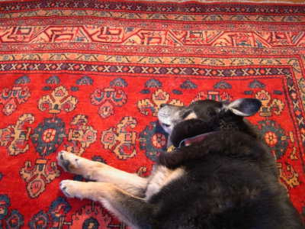 ein-hund-auf-einem-roten-vintage-teppich- super süßes bild