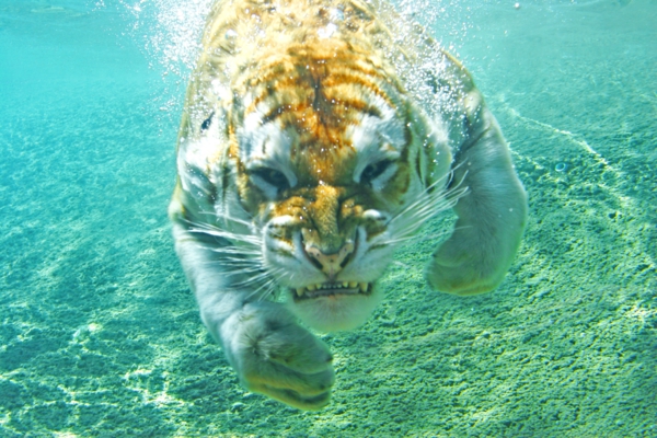ein-tiger-schwimmt-unter-wasser-schöne-tierbilder-super interessant