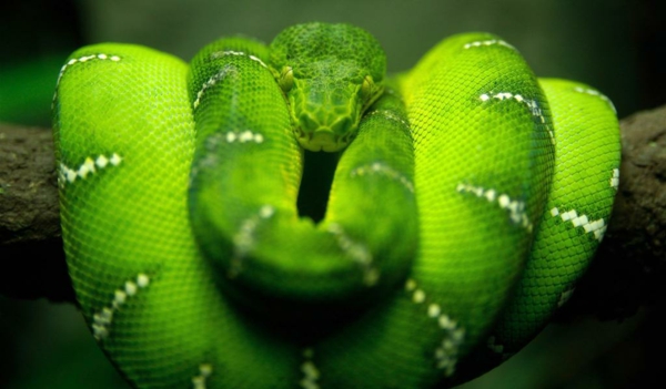eine-grüne-schlange-schöne-tierbilder- super cooles foto