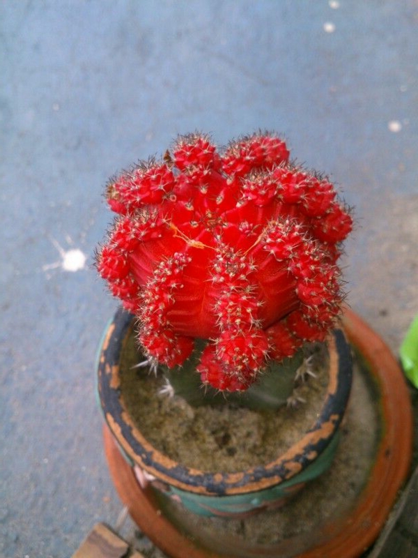 einmalige-kakteen-arten-blüte in rot