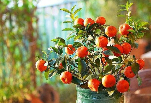 exotische-zimmerpflanzen-mit-früchten-mandarine-im-hause