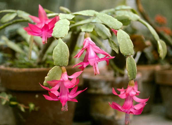 gliederkaktus-blühende-zimmerpflanze-rosa-blüten