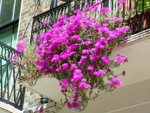 hängende-balkonpflanzen-rosa