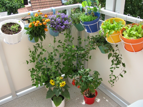 hängende-balkonpflanzen-veg-on-balcony