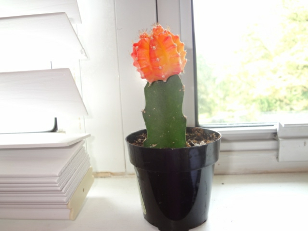 kaktus-mit-einer-orangen-blüte- zimmer mit weißen wänden