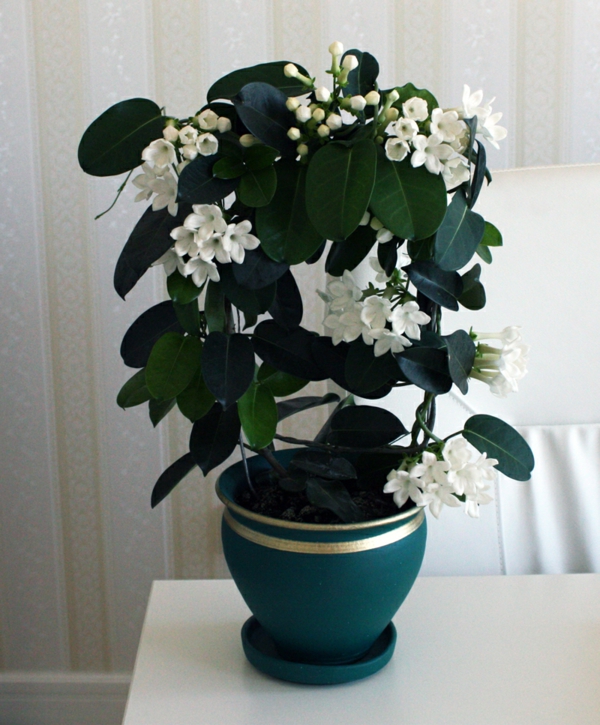 weiße-kranzschlinge-schöne-zimmerpflanze-für-das-haus