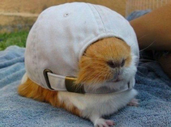 lustiges-foto-von-einem-hamster- gesteckt in einem hut