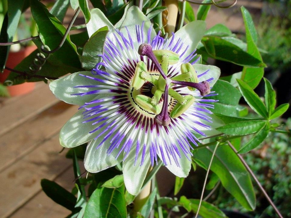 marakuja-passiflora-edulis-lila-hellgrün