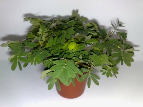 mimose_im-topf-grüne-pflanze-pflegeleicht