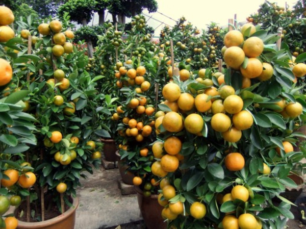 orangenbäumchen-mit-vielen-früchten-im-töpfen