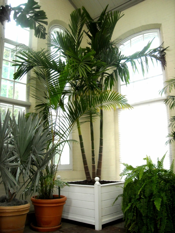 palme-zimmerpflanze-in der ecke