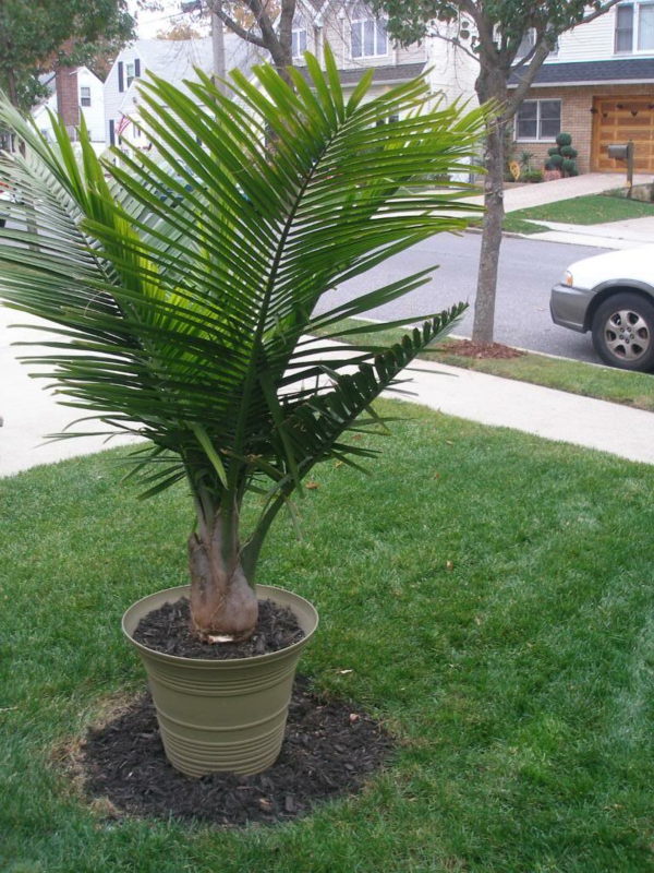 palmen-arten-sehr-interessant-draußen im topf