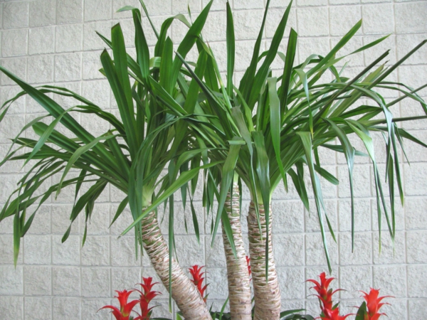 palmenarten-zimmerpflanzen-grün-dahinter ist eine weiße wand