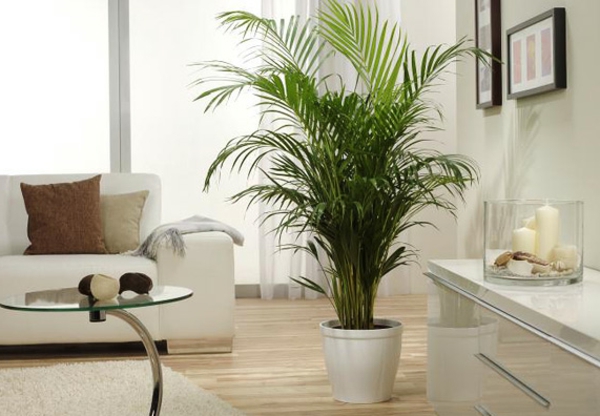 palmenarten-zimmerpflanzen-im-weißen-zimmer-neben ein paar dekorativen kerzen