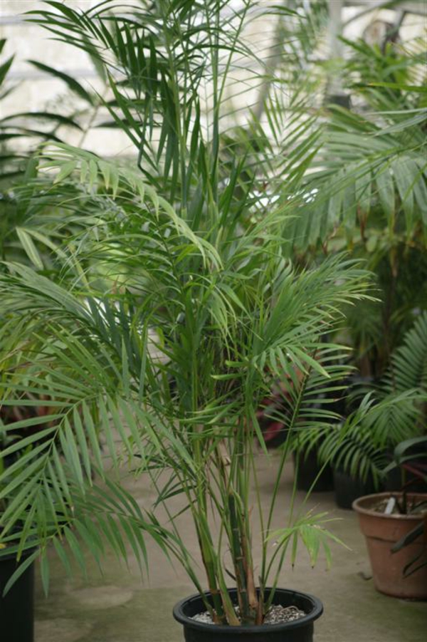 palmenarten-zimmerpflanzen-sehr-groß-schöner look