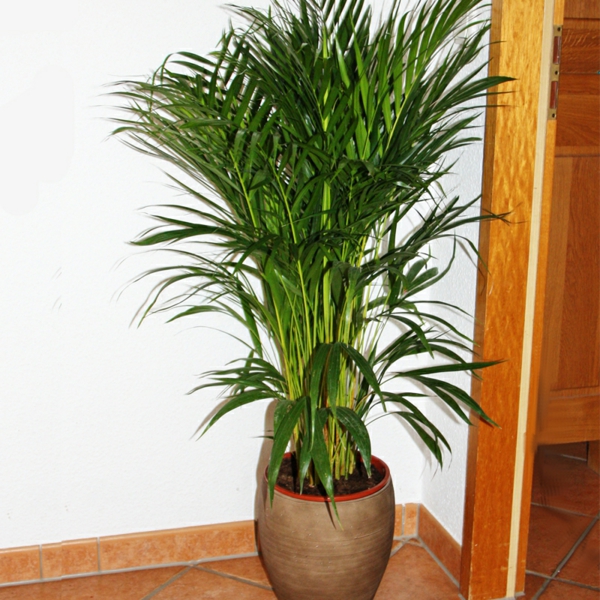 palmenarten-zimmerpflanzen-sehr-schön-aussehen-in der ecke