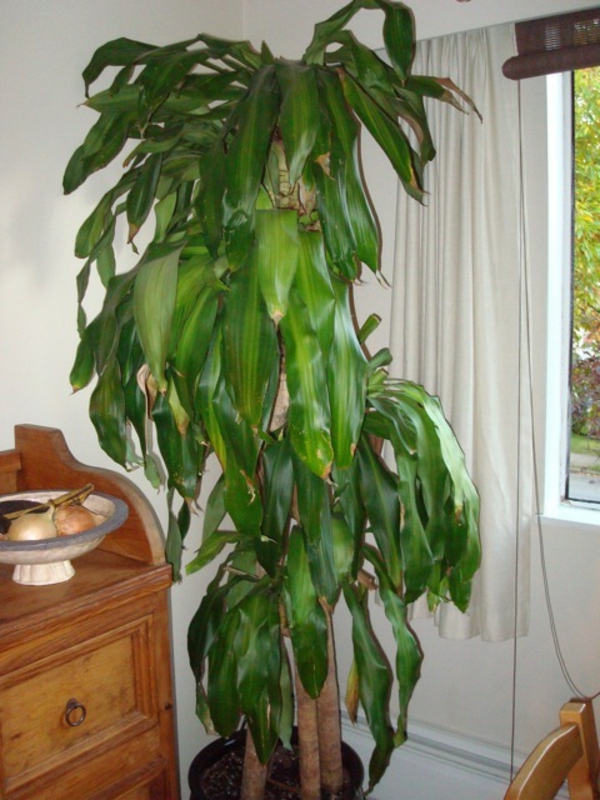 palmenarten-zimmerpflanzen-super-groß-und-schön-weiße gardinen dahinter