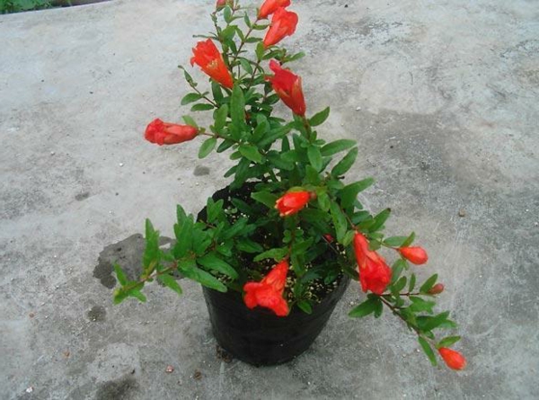 punica_granatum_tropische-zimmerpflanzen-rote-blüten