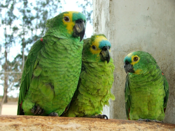 schöne-tierbilder-drei-grüne-papageien- interessantes foto
