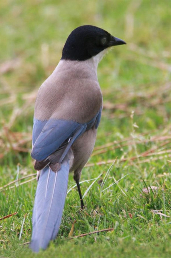 schöne-tierbilder-ein-interessanter-vogel- in schwarz, blau und grau
