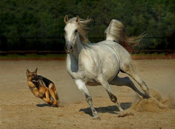 schöne-tierbilder-ein-pferd-und-ein-hund, die zusammen laufen
